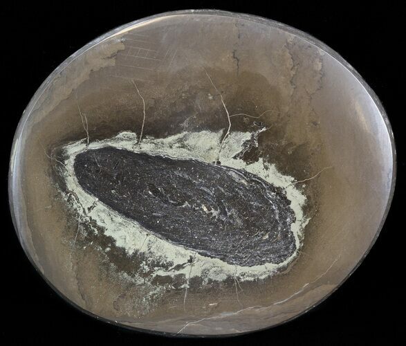 Polished Fish Coprolite (Fossil Poo) - Scotland #44685